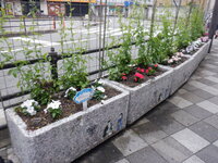DSCF8586.JPG
